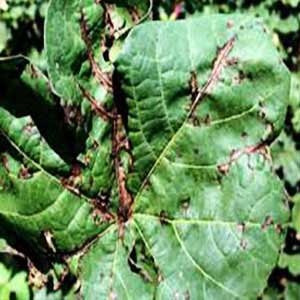 CUPRINA FUNGICIDE