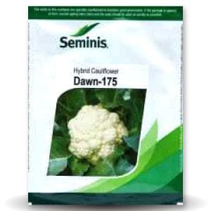 DAWN 175 CAULIFLOWER