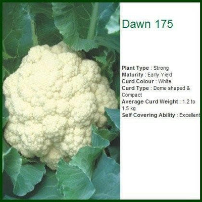 DAWN 175 CAULIFLOWER