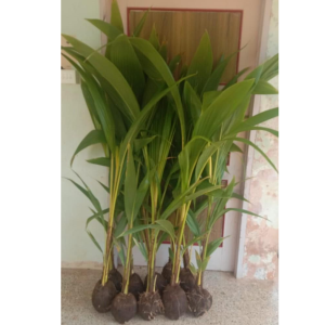 DEEJAY SAMRUDDHI HYBRID COCONUT SEEDLINGS