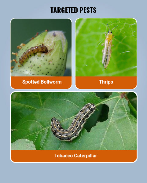 Delegate Insecticide