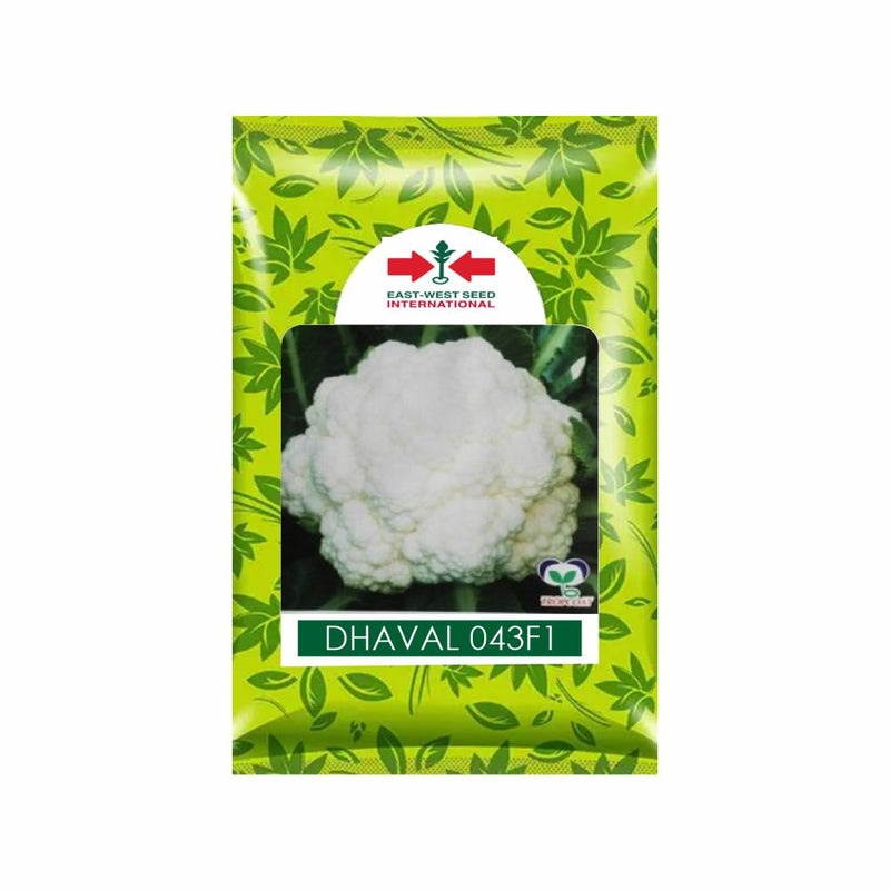 DHAVAL 043 F1 HYBRID CAULIFLOWER SEEDS, SHAPE DOME, HIGH DISEASE TOLERANCE