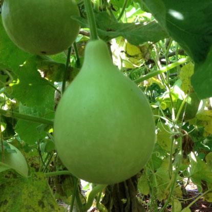 DHRUVA BOTTLE GOURD ( ध्रुवा लौकी )