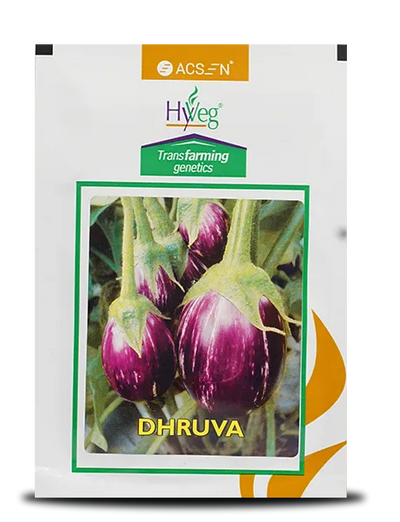 DHRUVA BRINJAL