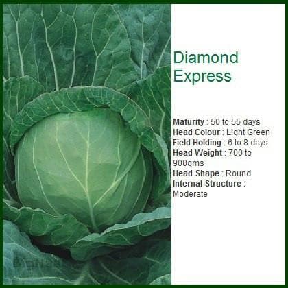 DIAMOND EXPRESS CABBAGE