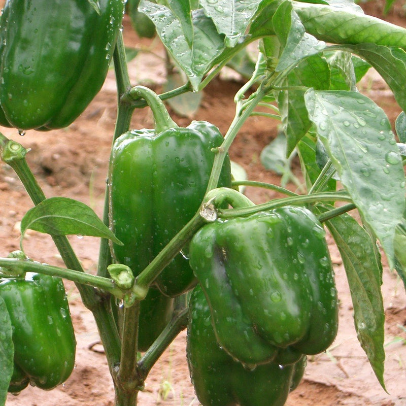 URJA DISCOVER - CAPSICUM SEEDS