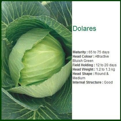 DOLARES CABBAGE