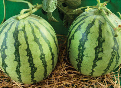 DRAGON KING WATERMELON SEEDS, TYPE- JUBILEE LIGHT GREEN WITH DARK GREEN STRIPS