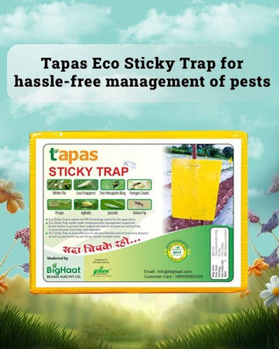 TAPAS ECO STICKY TRAP - A5 SIZE