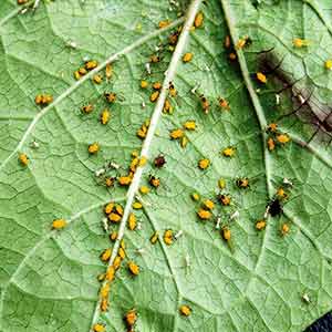 Ekka Insecticide