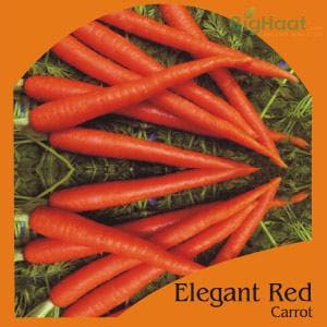 ELEGANT RED CARROT (OP)