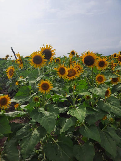 FARMSON FB-SUN 777 SUNFLOWER