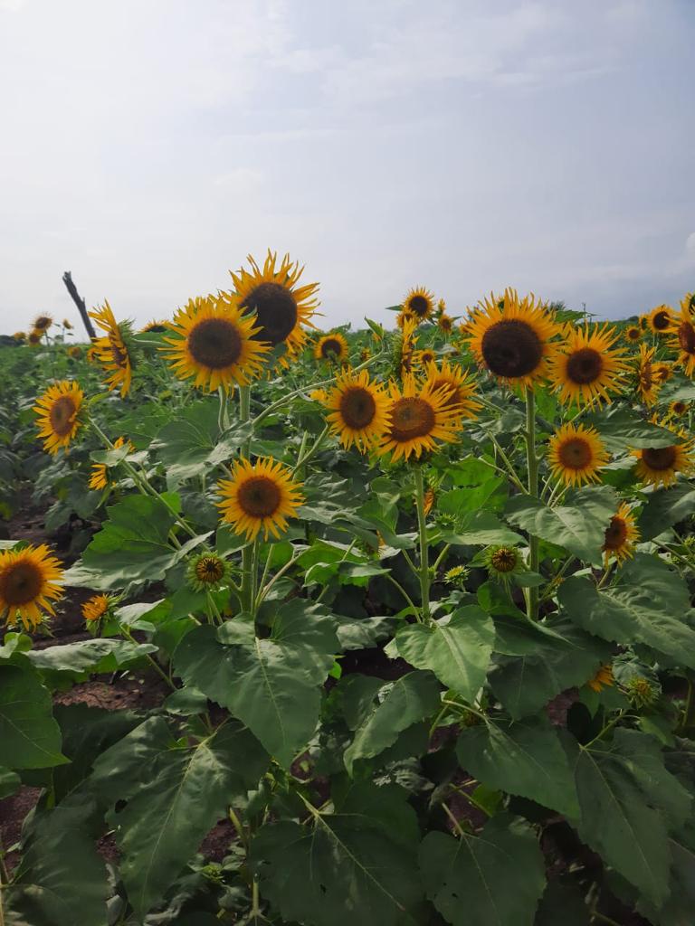 FARMSON FB-SUN 777 SUNFLOWER