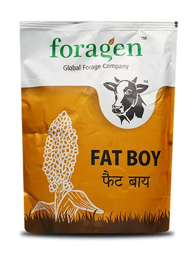 FAT BOY (MULTI-CUT FORAGE SORGHUM)