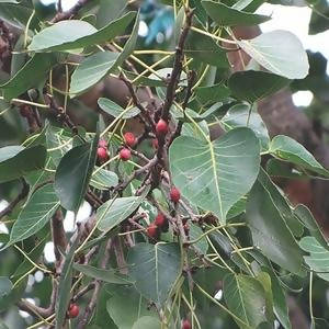 PIONEER AGRO FICUS RELIGIOSA TREE (SEEDS)