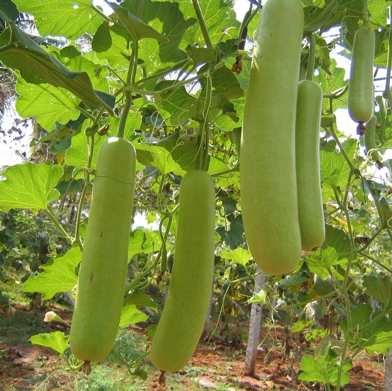 URJA BOTTLE GOURD F-1 HYBRID GUTKA