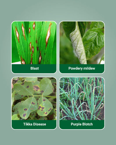 Folicur Fungicide
