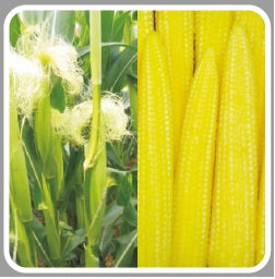 G5417 BABYCORN