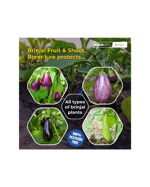 GAIAGEN BRINJAL FRUIT & SHOOT BORER LURE & INSECT WATER TRAP 1.6 L COMBO PACK