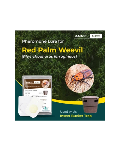 GAIAGEN PHEROMONE LURE FOR RED PALM WEEVIL (Rynchophorus ferrugineus)