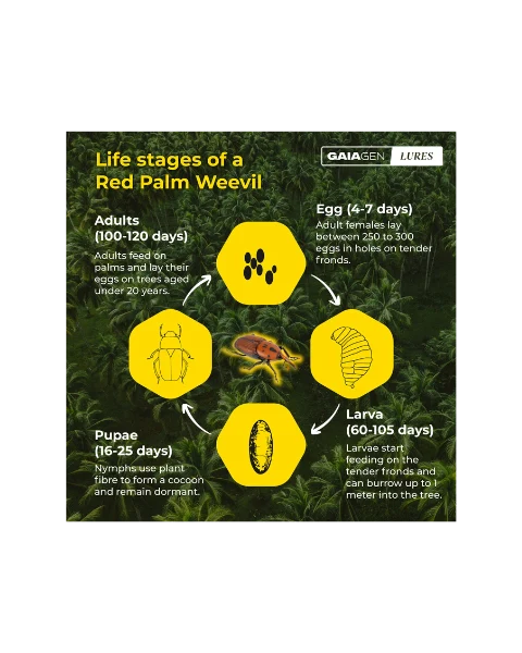 GAIAGEN PHEROMONE LURE FOR RED PALM WEEVIL (Rynchophorus ferrugineus)