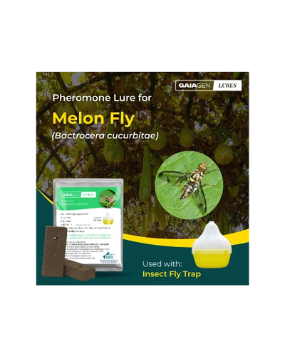 GAIAGEN PHEROMONE LURE FOR MELON FLY (Bactocera cucurbitae)