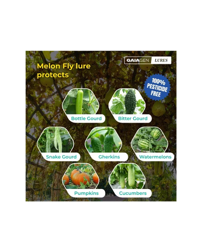 GAIAGEN PHEROMONE LURE FOR MELON FLY (Bactocera cucurbitae)