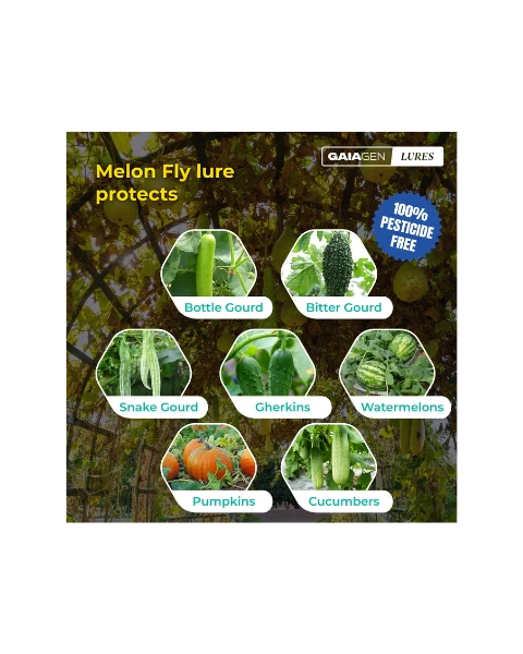 GAIAGEN PHEROMONE LURE FOR MELON FLY (Bactocera cucurbitae)