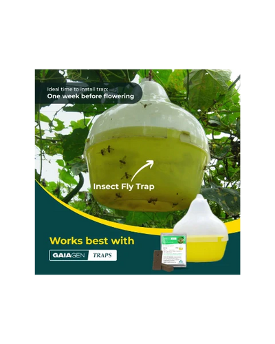 GAIAGEN PHEROMONE LURE FOR MELON FLY (Bactocera cucurbitae)