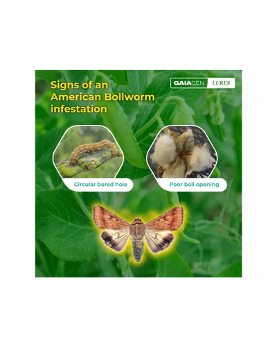 GAIAGEN PHEROMONE LURE FOR AMERICAN BOLLWORM (Helicoverpa armigera)