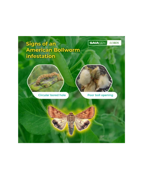 GAIAGEN PHEROMONE LURE FOR AMERICAN BOLLWORM (Helicoverpa armigera)