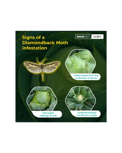 GAIAGEN PHEROMONE LURE FOR DIAMONDBACK MOTH (Plutella xylostella)