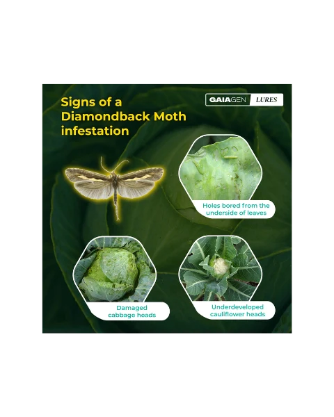 GAIAGEN PHEROMONE LURE FOR DIAMONDBACK MOTH (Plutella xylostella)