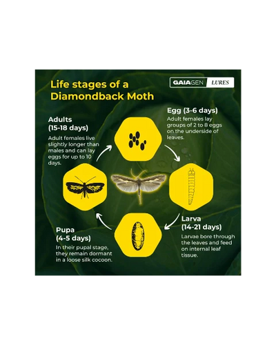 GAIAGEN PHEROMONE LURE FOR DIAMONDBACK MOTH (Plutella xylostella)