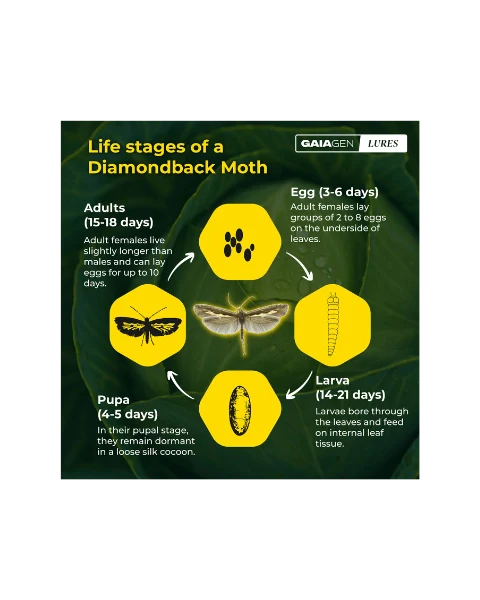 GAIAGEN PHEROMONE LURE FOR DIAMONDBACK MOTH (Plutella xylostella)