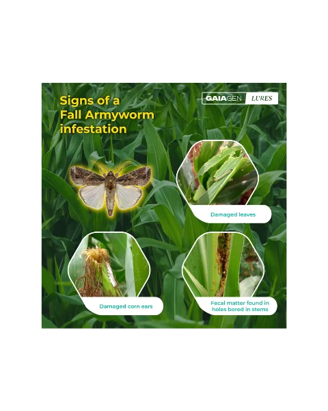 GAIAGEN PHEROMONE LURE FOR FALL ARMYWORM (Spodoptera frugiperda)