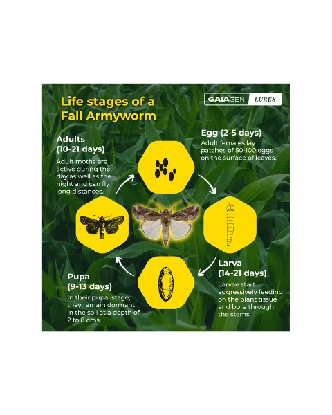 GAIAGEN PHEROMONE LURE FOR FALL ARMYWORM (Spodoptera frugiperda)