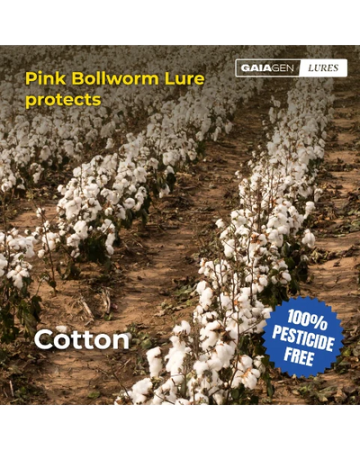 GAIAGEN PHEROMONE LURE FOR PINK BOLLWORM (Pectinophora gossypiella)