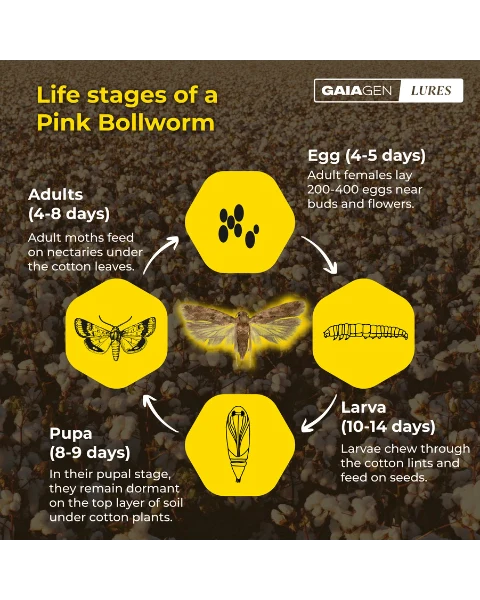 GAIAGEN PHEROMONE LURE FOR PINK BOLLWORM (Pectinophora gossypiella)