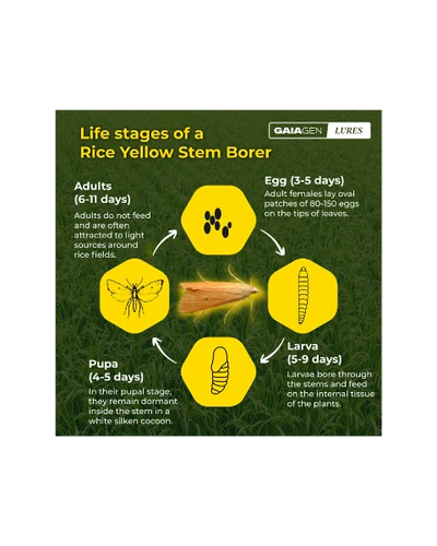 GAIAGEN PHEROMONE LURE FOR RICE YELLOW STEM BORER (Scirpophaga incertulas)