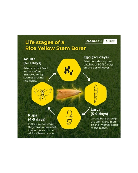 GAIAGEN PHEROMONE LURE FOR RICE YELLOW STEM BORER (Scirpophaga incertulas)