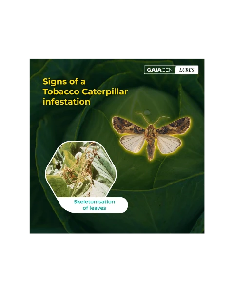 GAIAGEN PHEROMONE LURE FOR TOBACCO CATERPILLAR (Spodoptera litura)