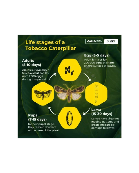 GAIAGEN PHEROMONE LURE FOR TOBACCO CATERPILLAR (Spodoptera litura)