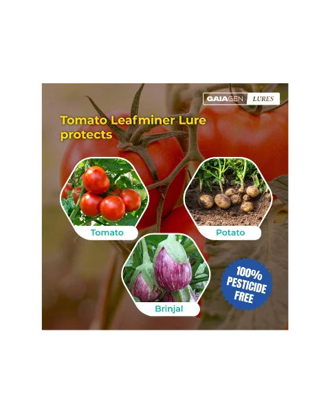 GAIAGEN PHEROMONE LURE FOR TOMATO LEAFMINER (Tuta absoluta)