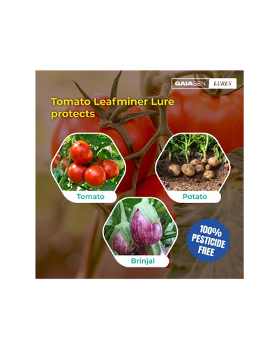 GAIAGEN TOMATO LEAFMINER LURE & INSECT WATER TRAP 1.6L COMBO PACK