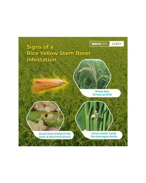 GAIAGEN YELLOW RICE STEM BORER & INSECT FUNNEL TRAP COMBO PACK