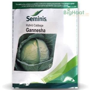 GANNESHA CABBAGE