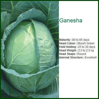 GANNESHA CABBAGE