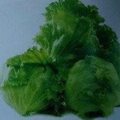 GENERAL LETTUCE