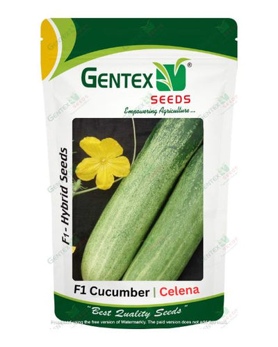 GENTEX CUCUMBER CELENA SEEDS